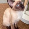 ORZA A ADOPTER EN DUO OU SEUL SI DÉJÀ UN CHAT PRÉSENT CHEZ VOUS