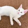 EVANIA À ADOPTER EN DUO OU SEUL SI DÉJÀ UN CHAT PRÉSENT CHEZ VOUS
