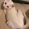 EVANIA À ADOPTER EN DUO OU SEUL SI DÉJÀ UN CHAT PRÉSENT CHEZ VOUS