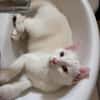 EVANIA À ADOPTER EN DUO OU SEUL SI DÉJÀ UN CHAT PRÉSENT CHEZ VOUS