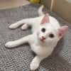 EVANIA À ADOPTER EN DUO OU SEUL SI DÉJÀ UN CHAT PRÉSENT CHEZ VOUS