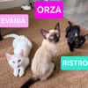 EVANIA À ADOPTER EN DUO OU SEUL SI DÉJÀ UN CHAT PRÉSENT CHEZ VOUS