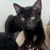 RISTRO À ADOPTER EN DUO OU SEUL SI DÉJÀ UN CHAT PRÉSENT CHEZ VOUS