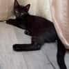RISTRO À ADOPTER EN DUO OU SEUL SI DÉJÀ UN CHAT PRÉSENT CHEZ VOUS