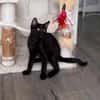 RISTRO À ADOPTER EN DUO OU SEUL SI DÉJÀ UN CHAT PRÉSENT CHEZ VOUS