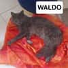 WALDO