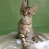 BERLIOZ