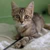 BERLIOZ