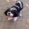Rozi  sanfte Cavalier-Seele sucht ein Zuhause mit Geborgenh