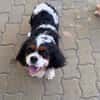 Rozi  sanfte Cavalier-Seele sucht ein Zuhause mit Geborgenh