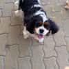 Rozi  sanfte Cavalier-Seele sucht ein Zuhause mit Geborgenh