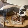 NELLO, Traumhund sucht Traumzuhause