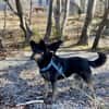 NELLO, Traumhund sucht Traumzuhause