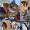 Schmusekater Tigar sucht passende Dosenöffner