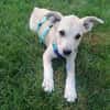 SUNI, sanfte junge Dame sucht