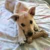 SUNI, sanfte junge Dame sucht