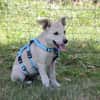 SUNI, sanfte junge Dame sucht