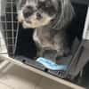 Nana-kleine brave Hündin sucht Für-immer-Zuhause