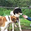 Peppe sucht eine liebe + aktive Familie