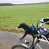 Harley sucht ein zu Hause
