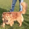 Der liebe Zorro, happy trotz Handicap