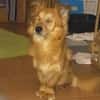 Der liebe Zorro, happy trotz Handicap