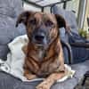 Perseas aus 50997 Köln sucht sein Zu Hause