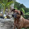 Perseas aus 50997 Köln sucht sein Zu Hause