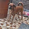 Perseas aus 50997 Köln sucht sein Zu Hause