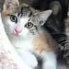 Katzenkind Cupcake