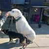 Traumhund sucht Traumzuhause