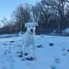Traumhund sucht Traumzuhause