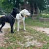 Traumhund sucht Traumzuhause