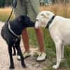 Traumhund sucht Traumzuhause