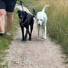 Traumhund sucht Traumzuhause