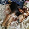 Süße Ronja🌺 sucht liebevolles Zuhause