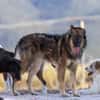 Lobo - Zuhause gesucht