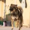 Lobo - Zuhause gesucht