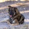 Lobo - Zuhause gesucht