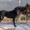 Lobo - Zuhause gesucht