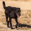 Fox - Zuhause gesucht