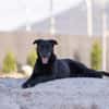 Fox - Zuhause gesucht