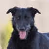 Fox - Zuhause gesucht