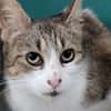 MINETTE