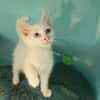 Minouch
