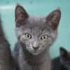SMOKIE