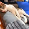 KITTO