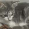 CHENA