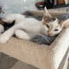 Bella