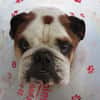 Ouldog